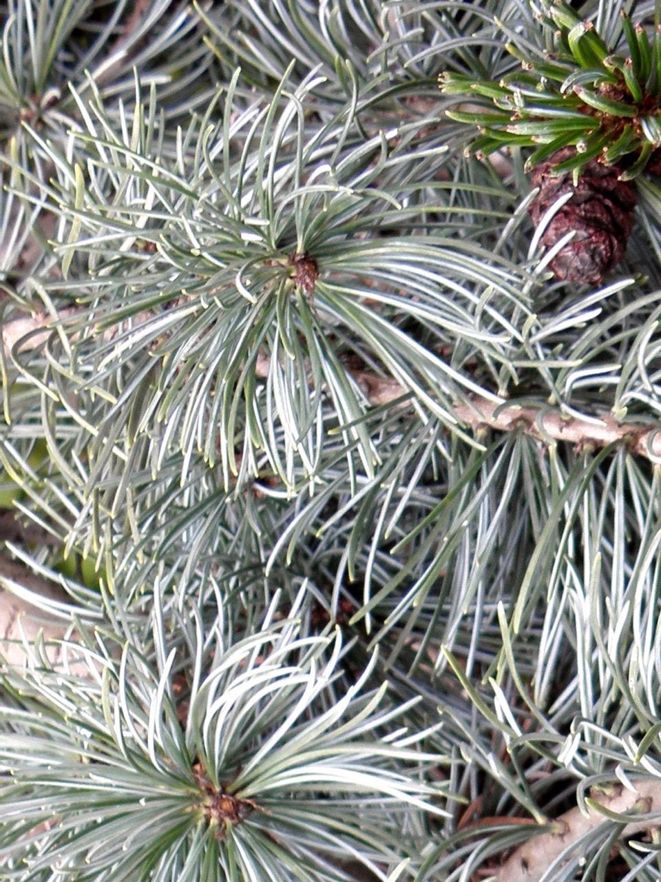 Pinus parviflora 