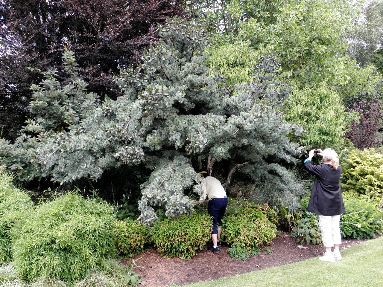 Pinus parviflora 