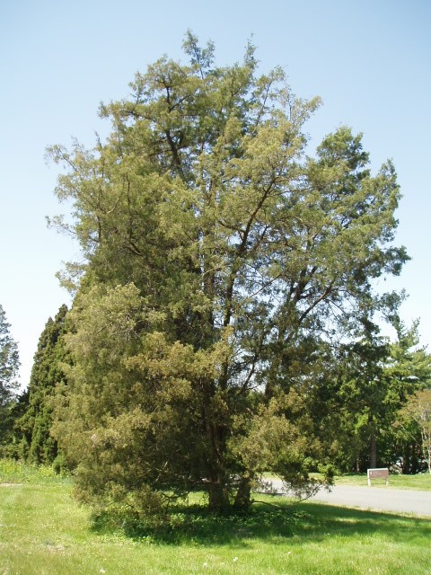 Juniperus chinensis 