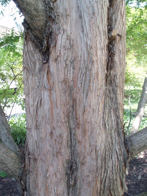 Metasequoia glyptostroboides 