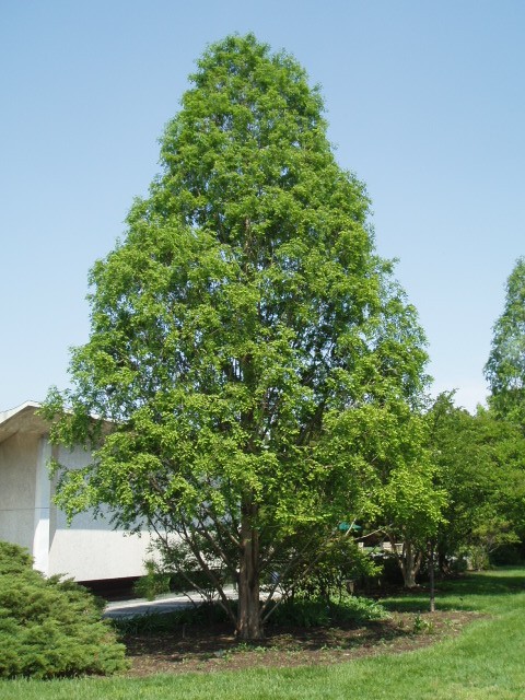 Metasequoia glyptostroboides 