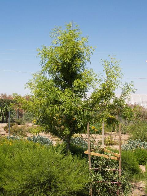 Taxodium distichum × mucronatum 