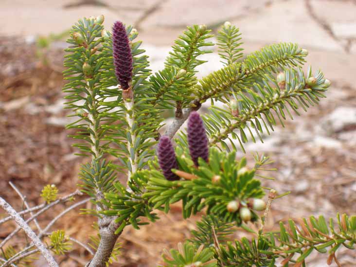 Abies koreana 