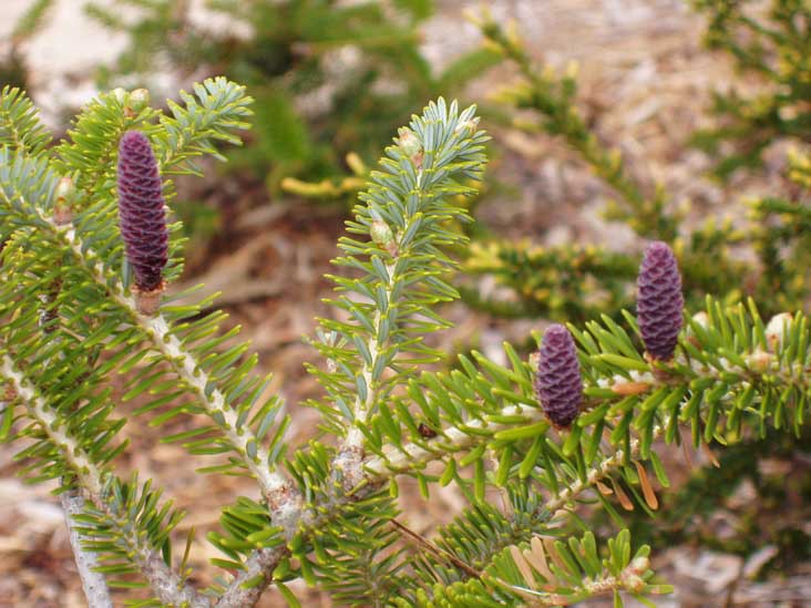 Abies koreana 