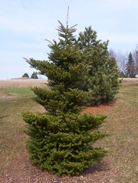 Abies koreana 