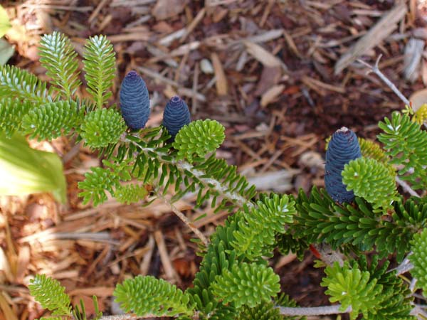 Abies koreana 