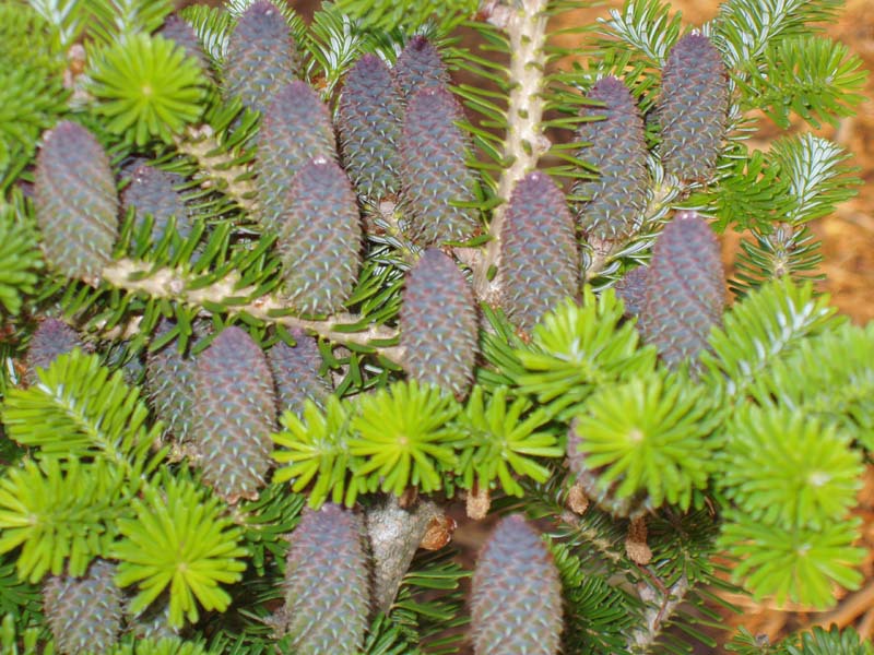 Abies koreana 