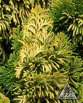 Chamaecyparis obtusa 