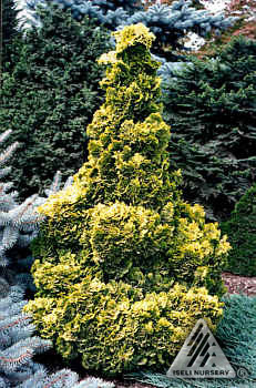 Chamaecyparis obtusa 