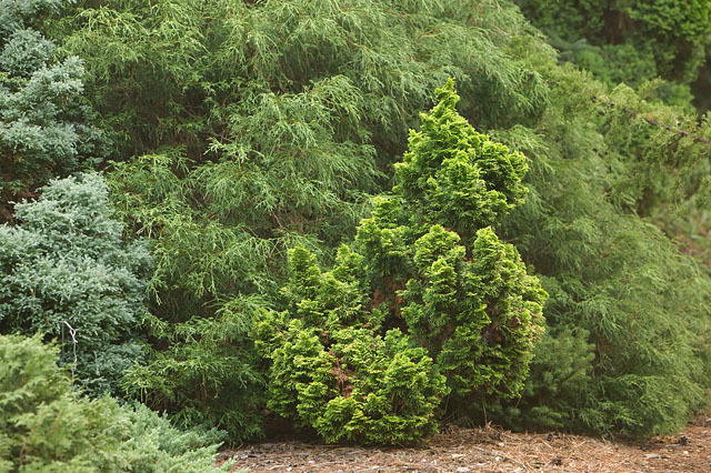 Chamaecyparis obtusa 