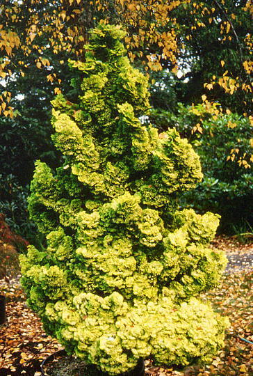 Chamaecyparis obtusa 