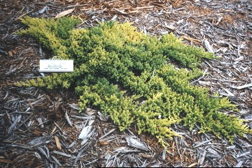 Juniperus procumbens 