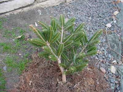 Abies fargesii 
