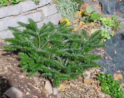 Abies fargesii 
