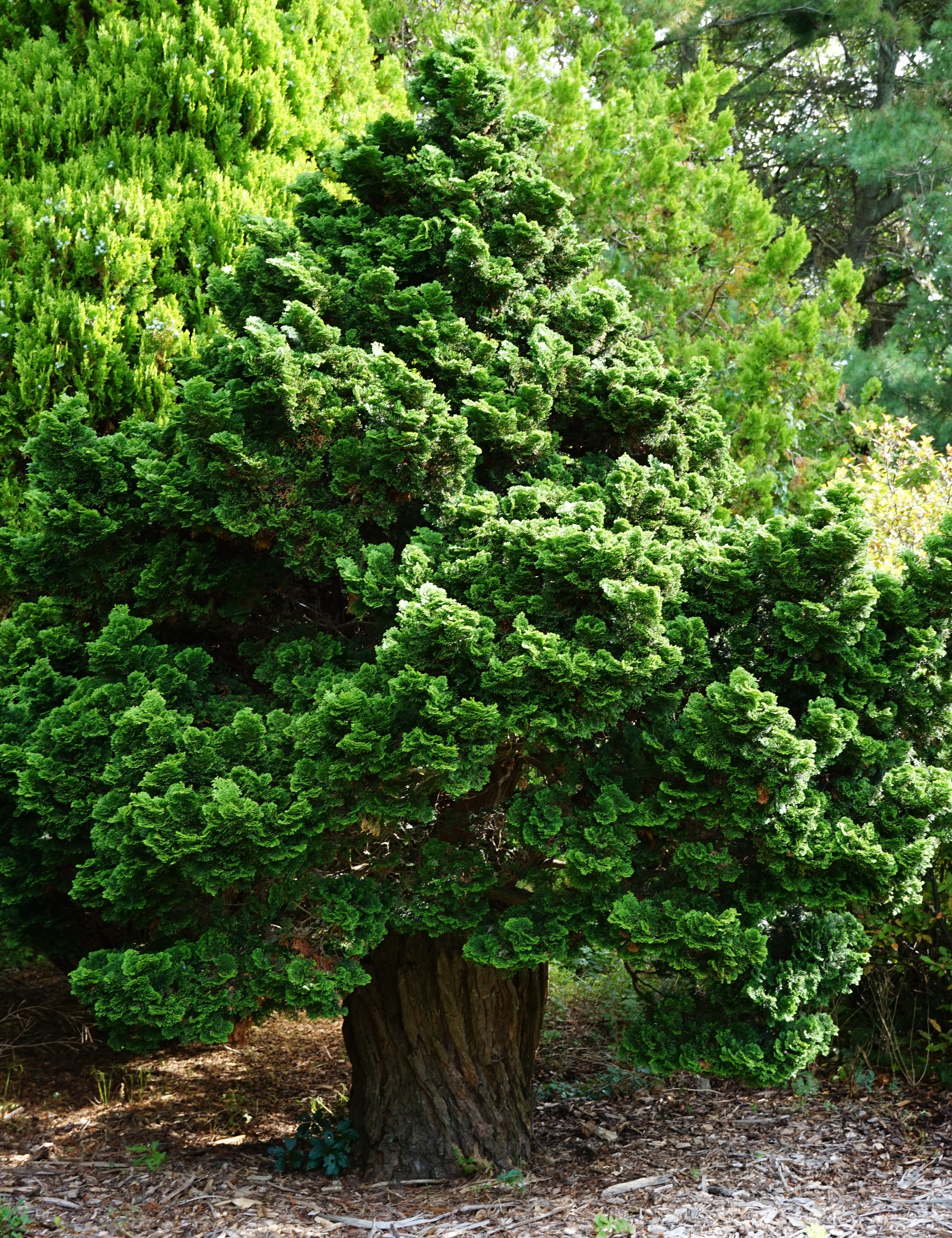 Chamaecyparis obtusa 