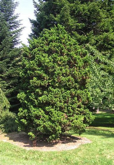 Chamaecyparis obtusa 