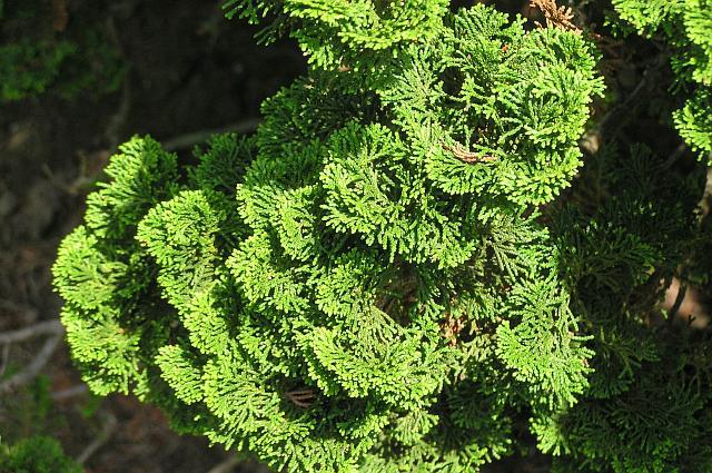 Chamaecyparis obtusa 