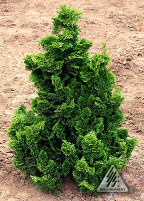 Chamaecyparis obtusa 