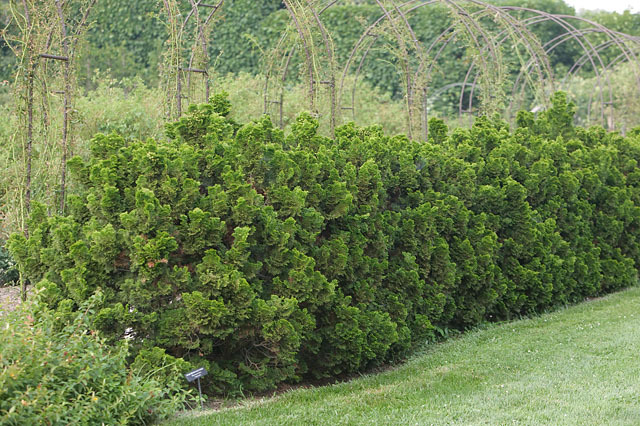 Chamaecyparis obtusa 