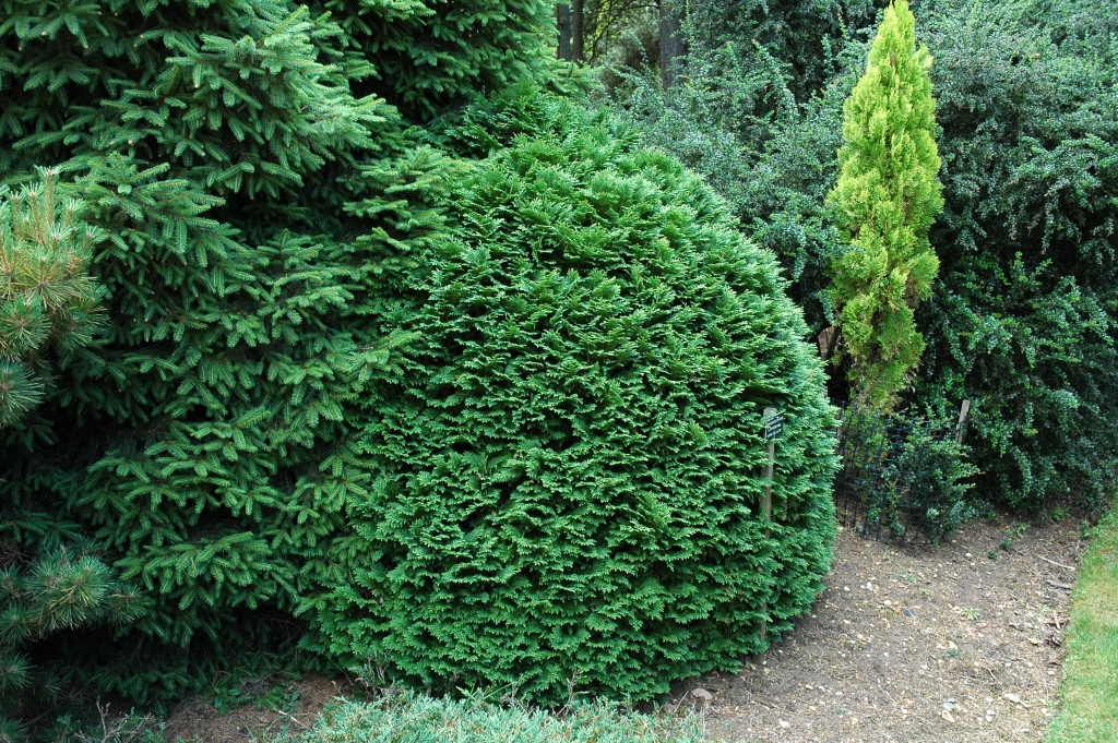 Chamaecyparis lawsoniana 