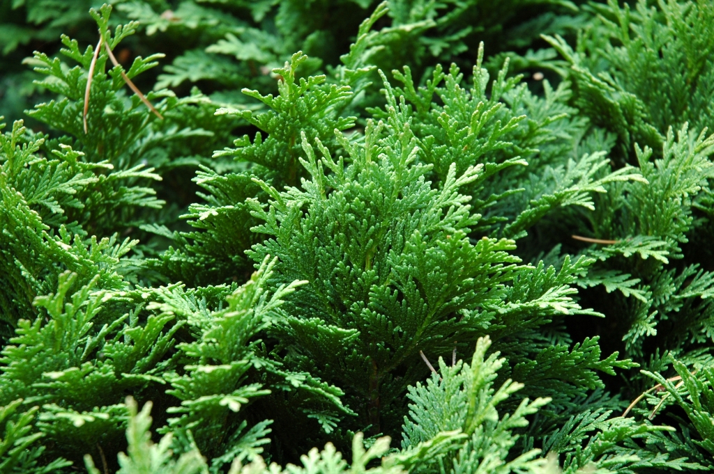 Chamaecyparis lawsoniana 