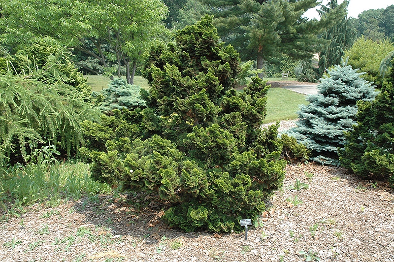 Chamaecyparis obtusa 