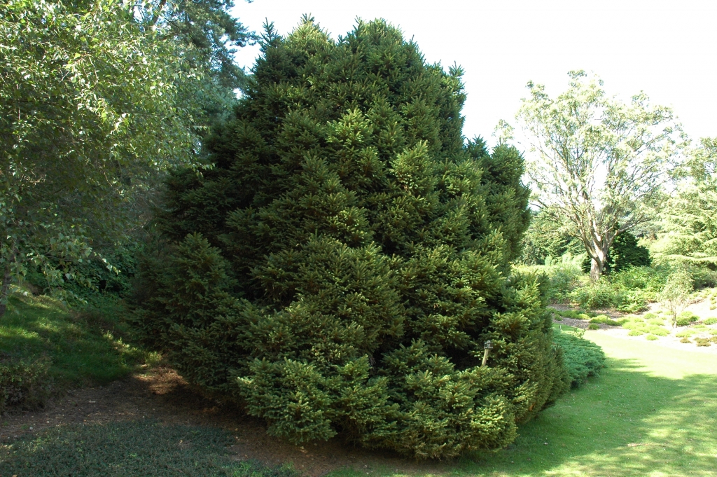 Picea abies 