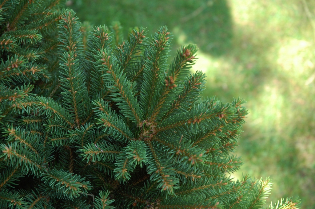 Picea abies 