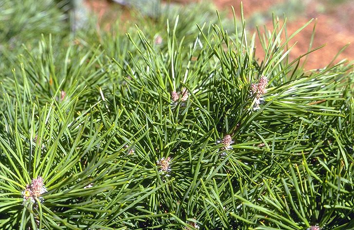 Pinus sylvestris 