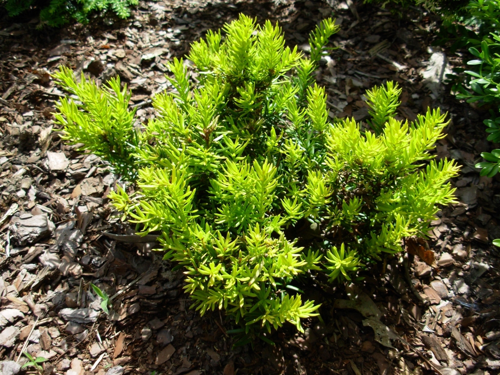 Taxus cuspidata 