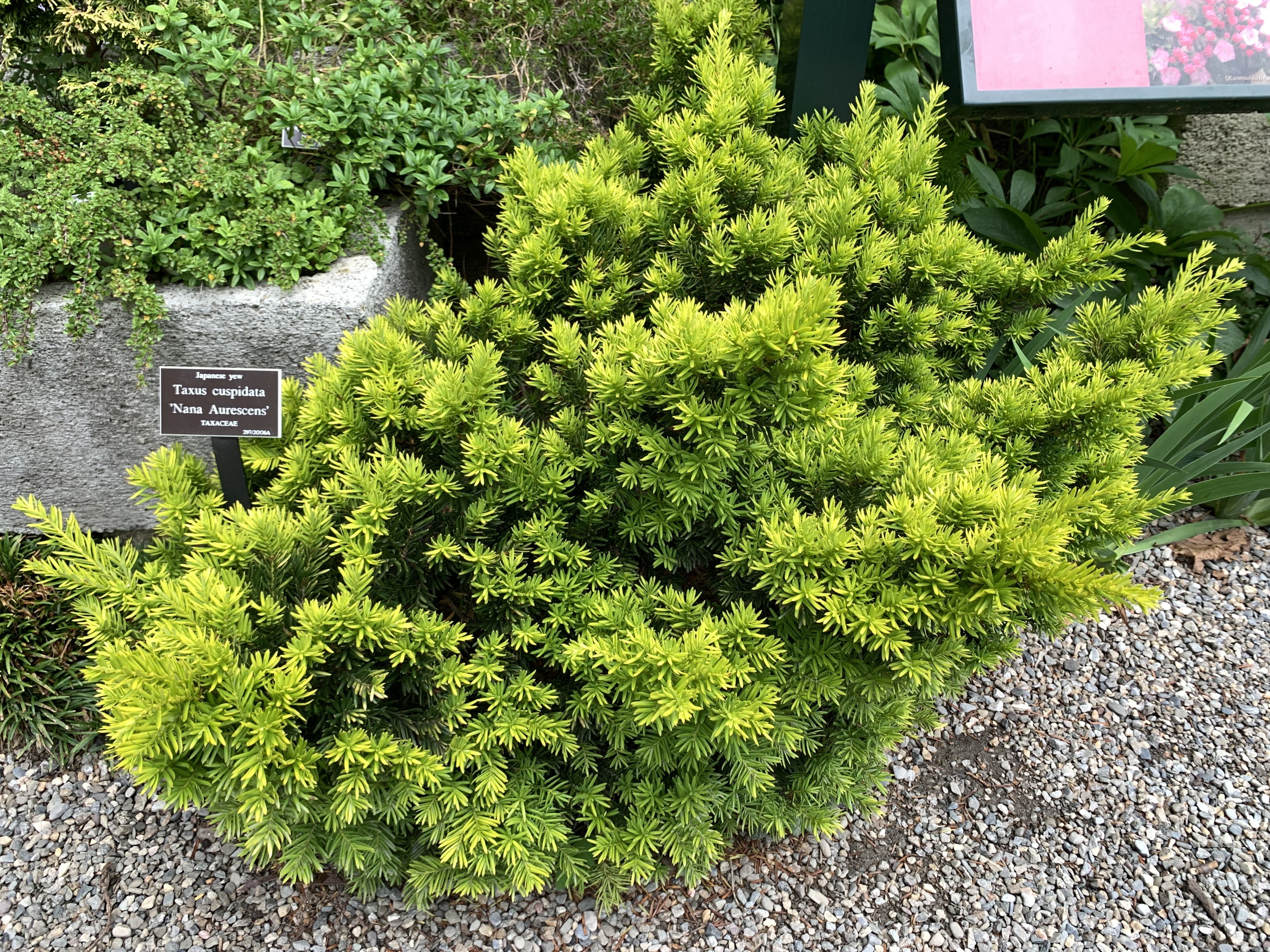 Taxus cuspidata 