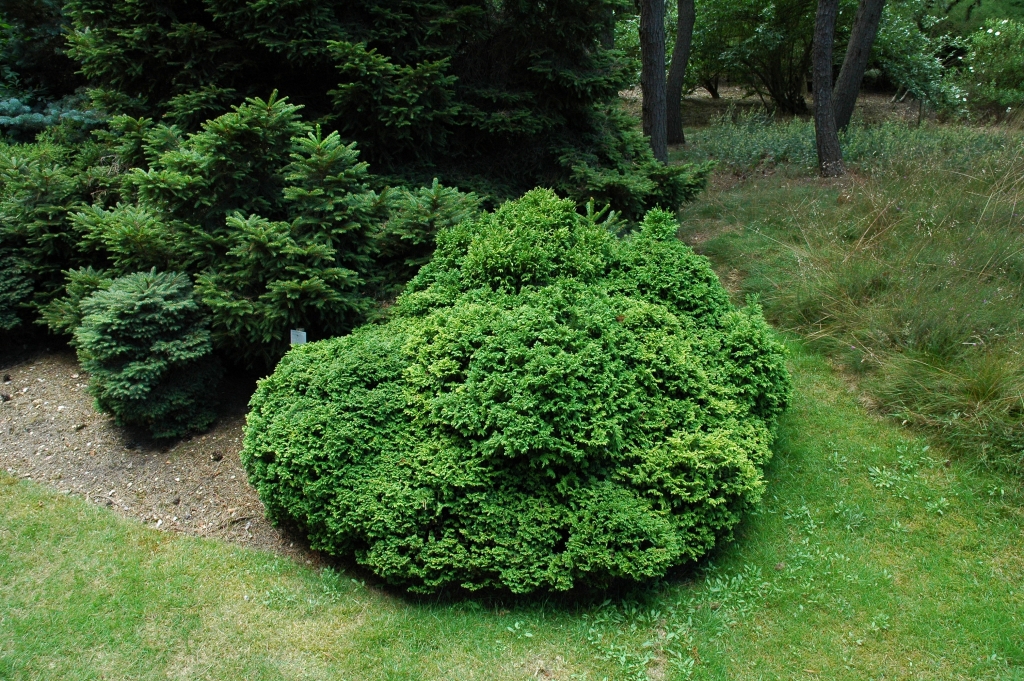 Chamaecyparis pisifera 