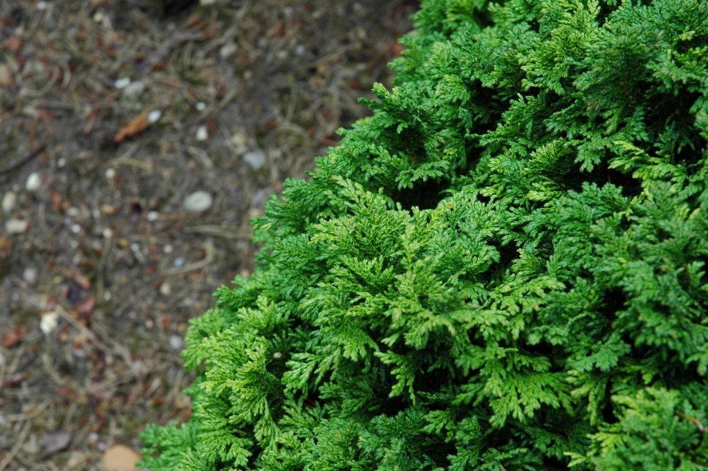 Chamaecyparis pisifera 