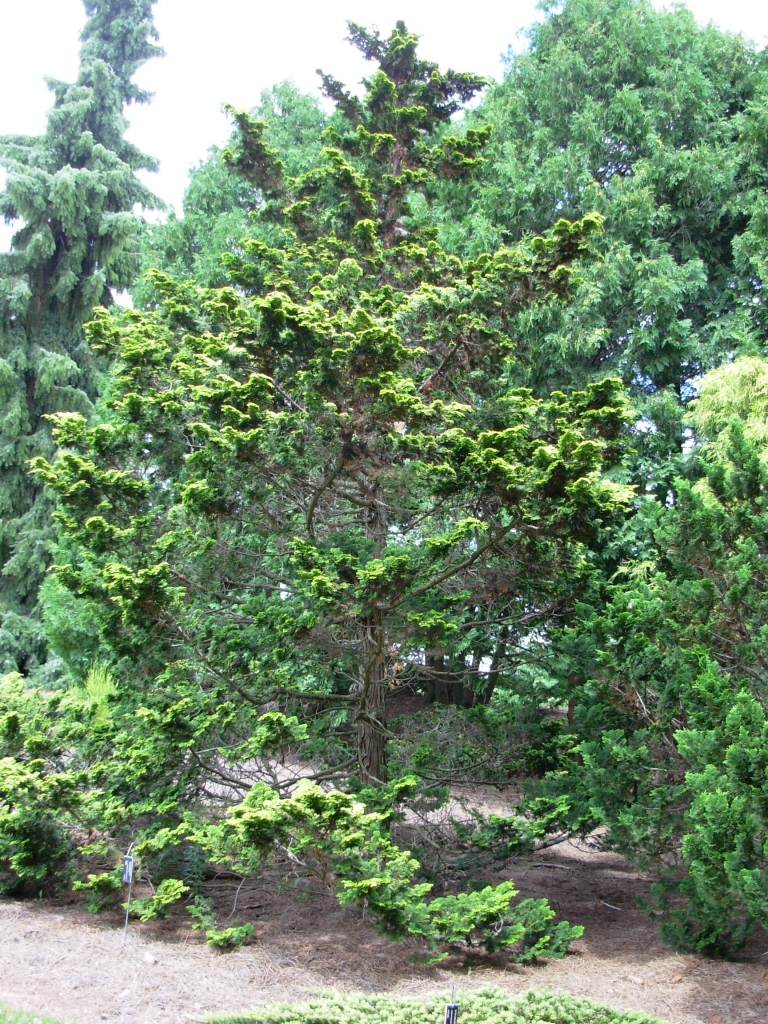 Chamaecyparis obtusa 