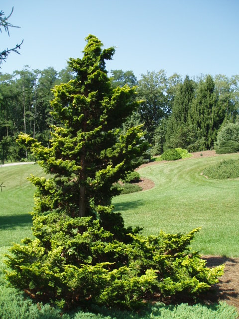 Chamaecyparis obtusa 