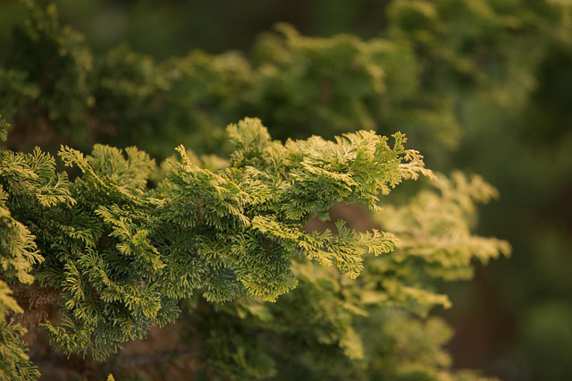 Chamaecyparis obtusa 