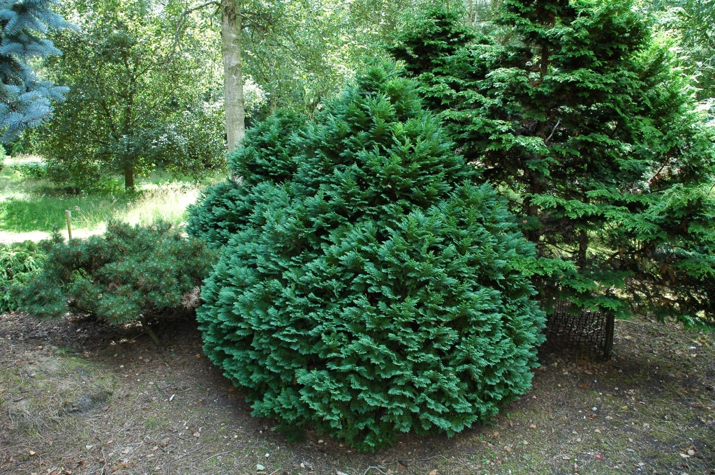 Chamaecyparis lawsoniana 