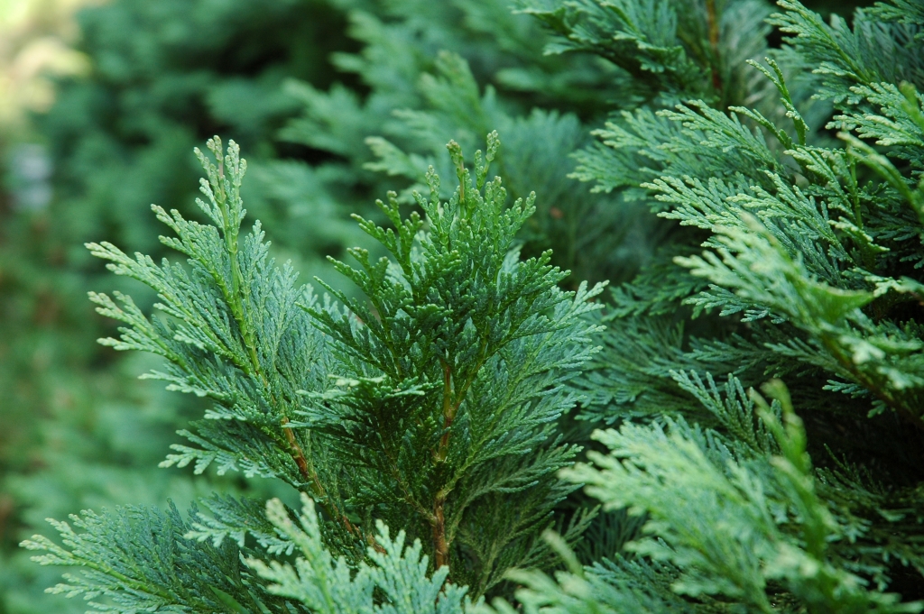 Chamaecyparis lawsoniana 