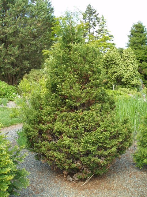 Chamaecyparis obtusa 