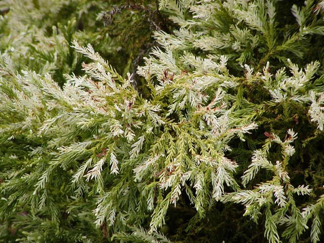 Cryptomeria japonica 