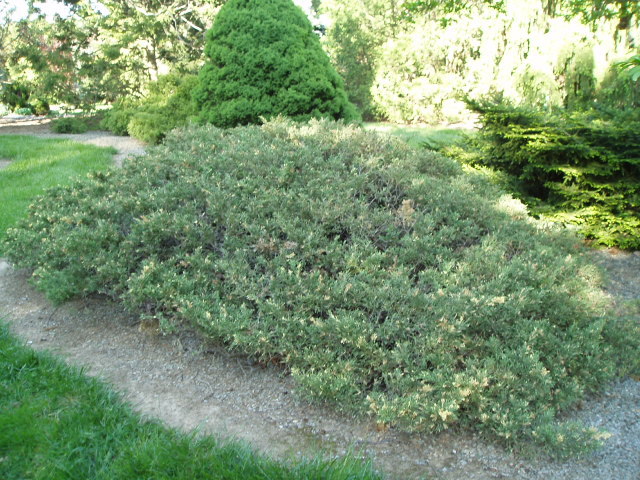 Juniperus davurica 