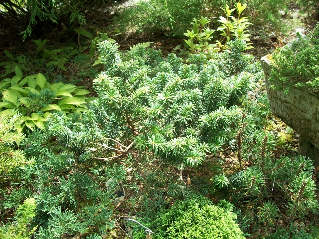 Abies balsamea 