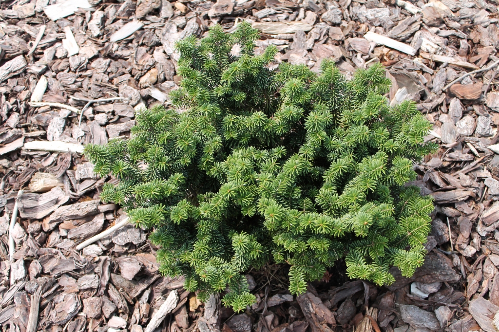 Abies balsamea 