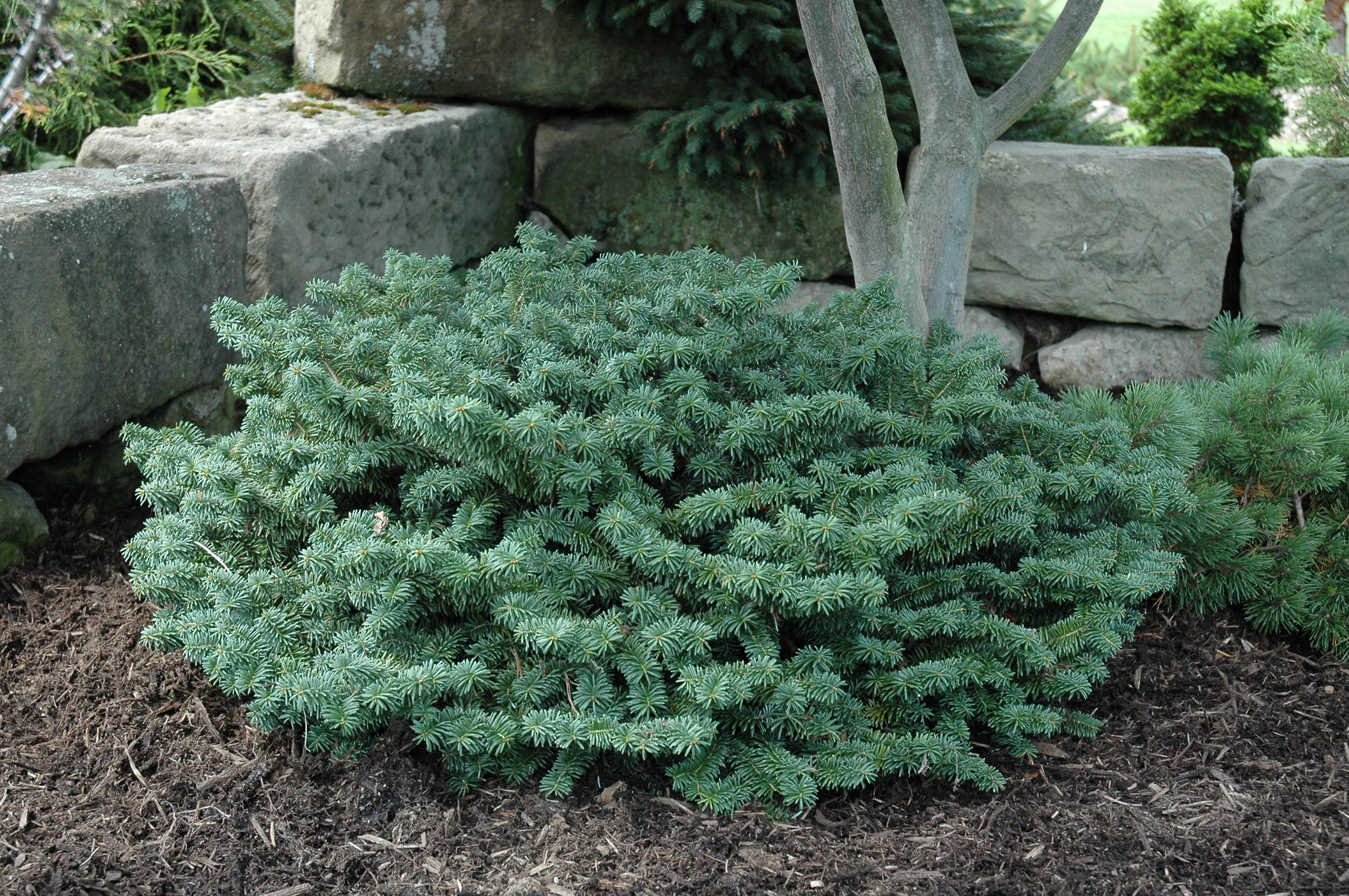 Abies balsamea 