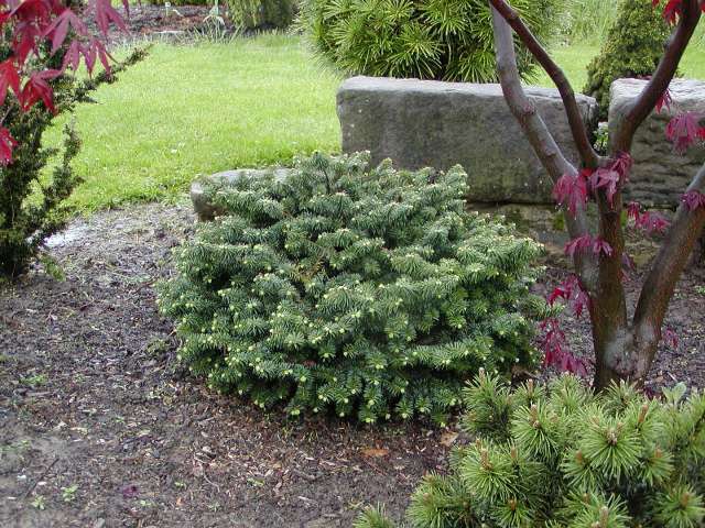 Abies balsamea 