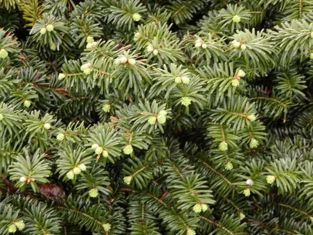 Abies balsamea 