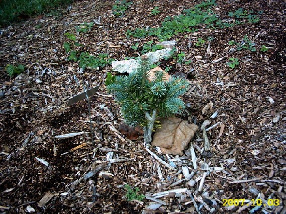 Abies magnifica 