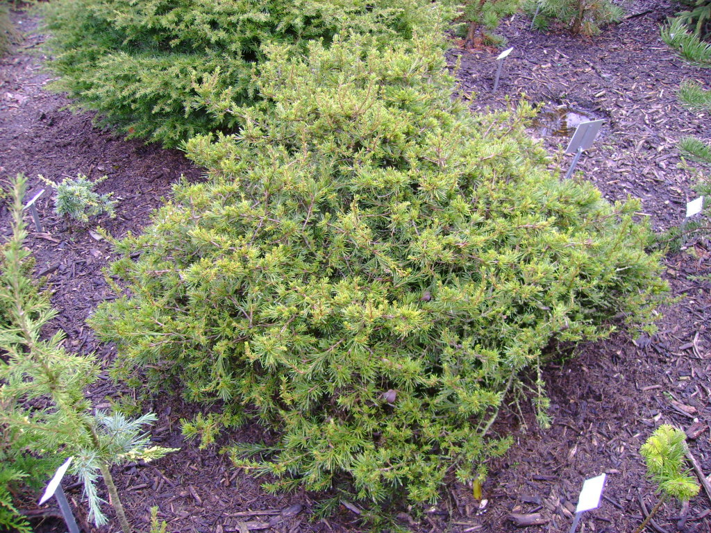 Cedrus libani 