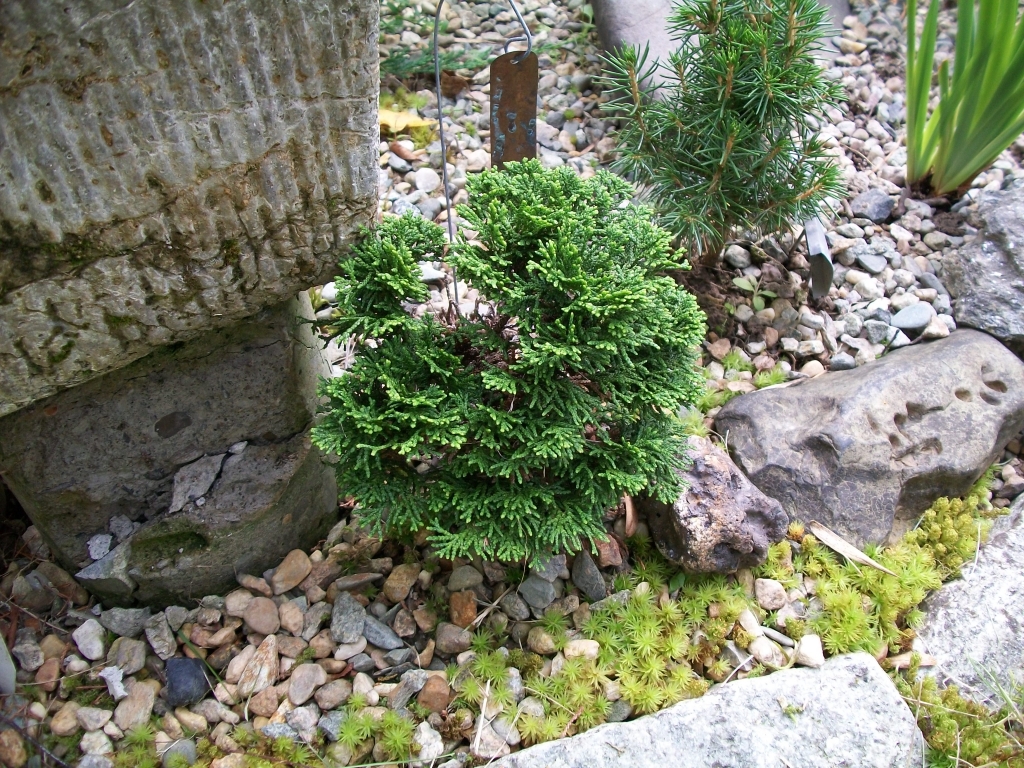 Chamaecyparis obtusa 
