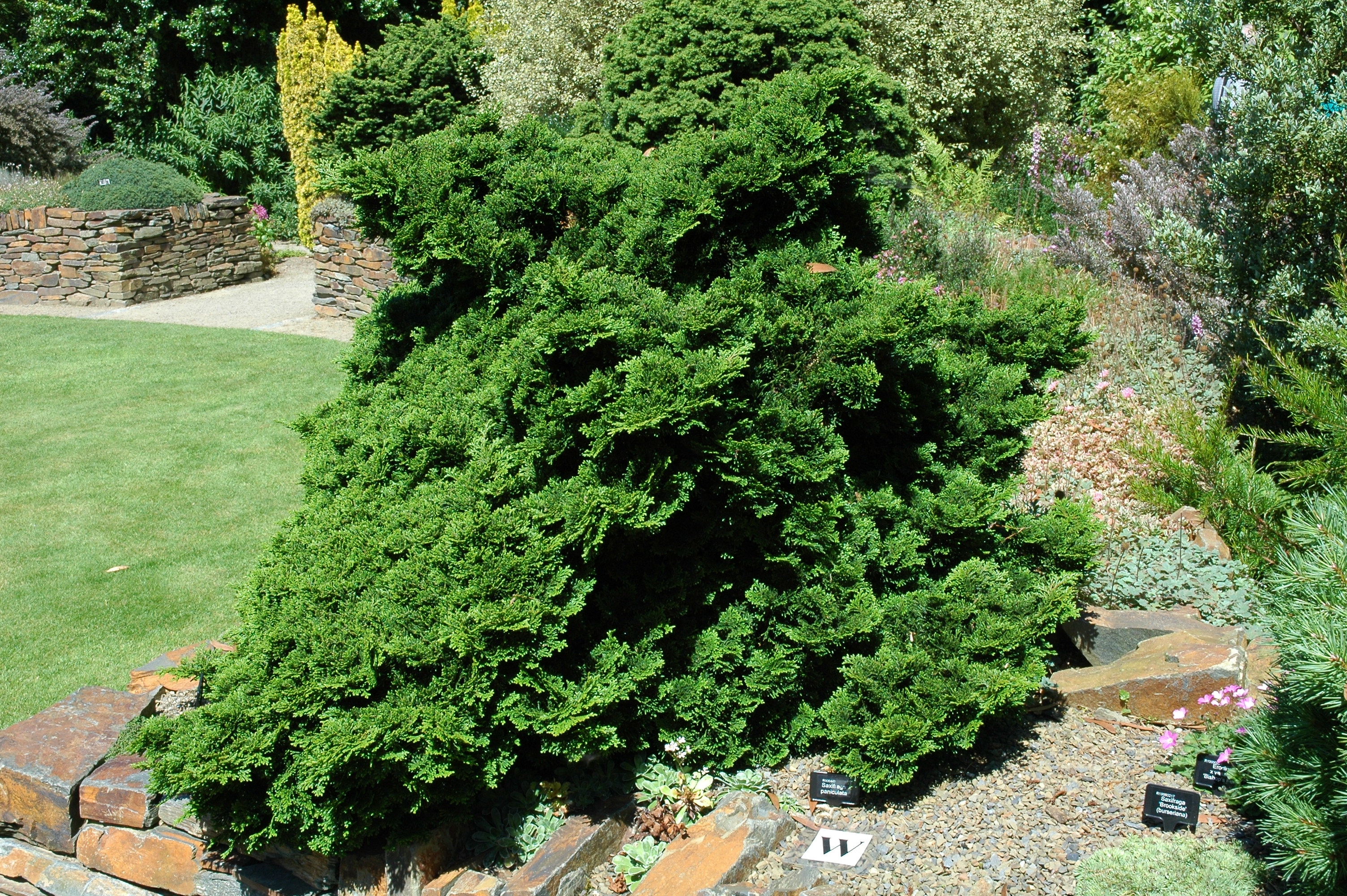 Chamaecyparis obtusa 